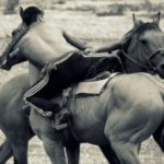 АУЗАРЫШ бой на конях
