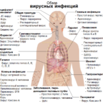 Viral_infections_and_involved_species_ru