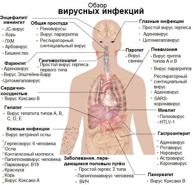 Viral_infections_and_involved_species_ru