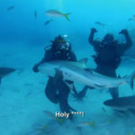 tyson and shark fight august 9