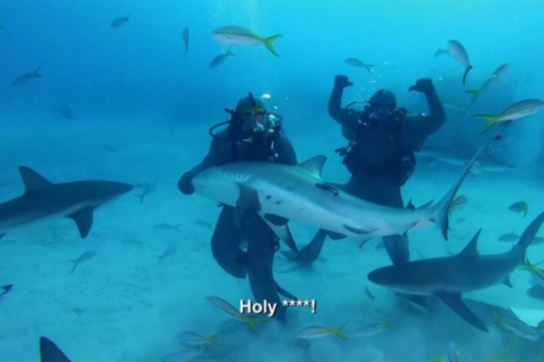 tyson and shark fight august 9
